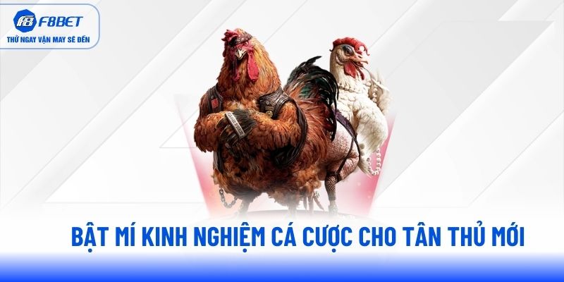 Bật mí kinh nghiệm cá cược cho tân thủ mới  Bật mí kinh nghiệm cá cược cho tân thủ mới