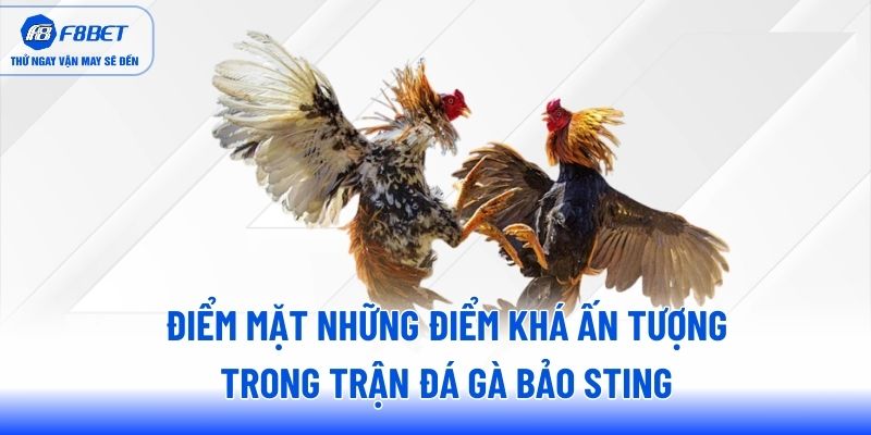 Các cách huấn luyện gà chọi của Bảo Sting bạn nên tham khảo Các cách huấn luyện gà chọi của Bảo Sting bạn nên tham khảo