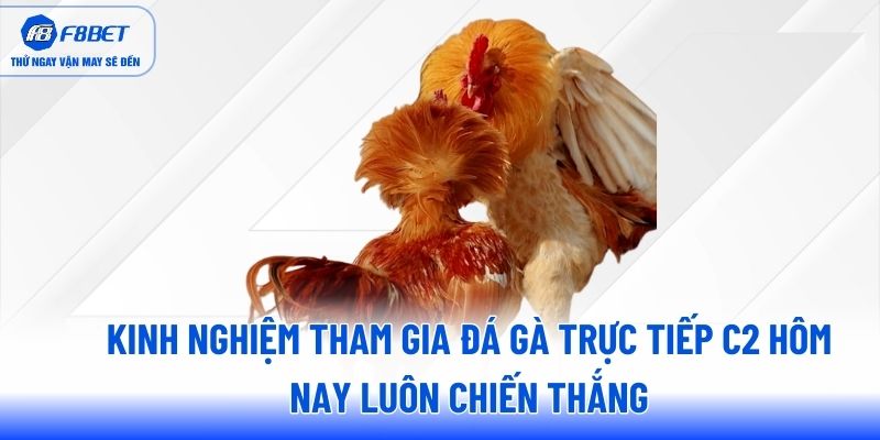 Kinh nghiệm tham gia đá gà trực tiếp C2 hôm nay luôn chiến thắng
