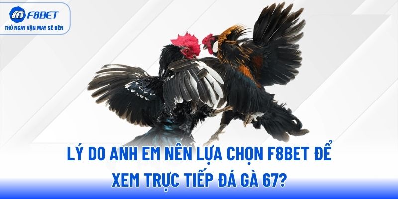Lý do anh em nên lựa chọn F8BET để xem trực tiếp đá gà 67? Lý do anh em nên lựa chọn F8BET để xem trực tiếp đá gà 67?