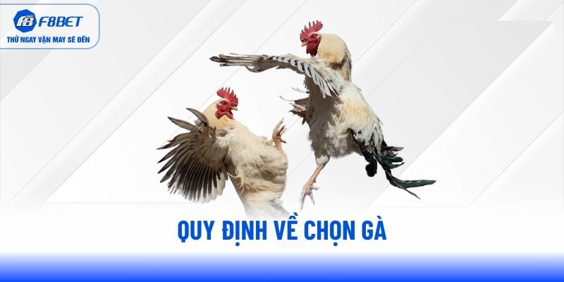Quy định về chọn gà Quy định về chọn gà