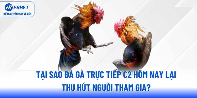 Tại sao đá gà trực tiếp c2 hôm nay lại thu hút người tham gia?
