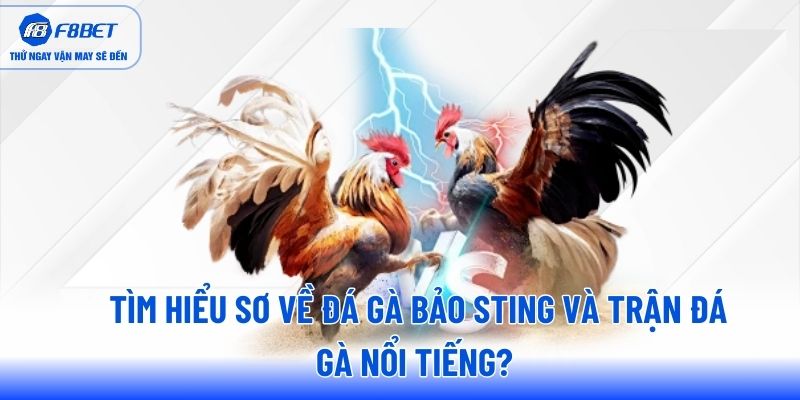 Điểm qua những điểm mạnh mà Bảo Sting mang đến Điểm qua những điểm mạnh mà Bảo Sting mang đến
