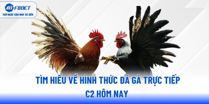 Tìm hiểu về hình thức đá gà trực tiếp c2 hôm nay 